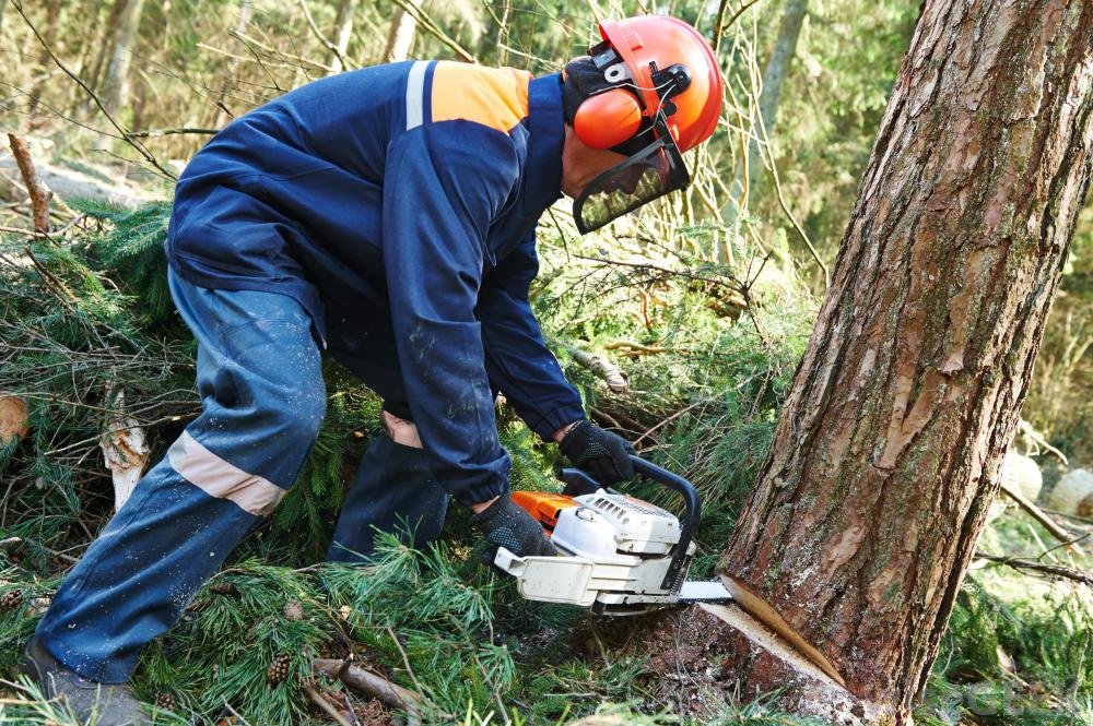 Tree Felling